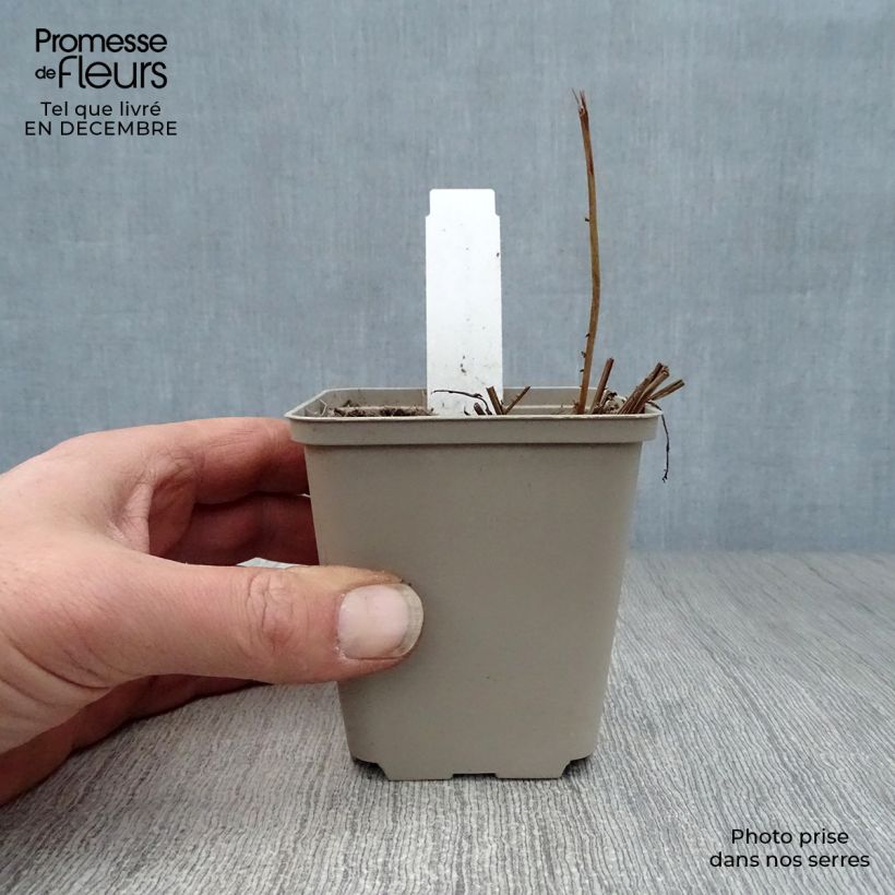 Amostra de Filipendula ulmaria Plena - Reine des prés Vaso de 8/9 cm tal como entregue no inverno