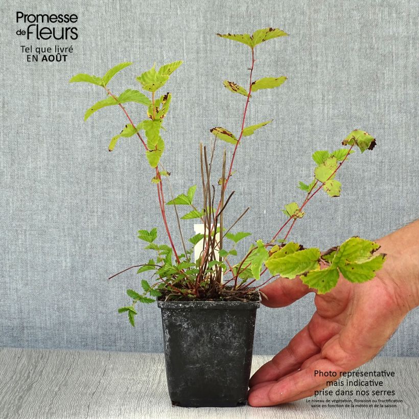 Amostra de Filipendula ulmaria Vaso de 8/9 cm tal como entregue no verão