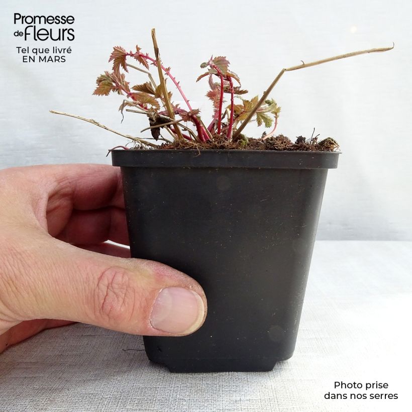 Amostra de Filipendula ulmaria Vaso de 8/9 cm tal como entregue na primavera