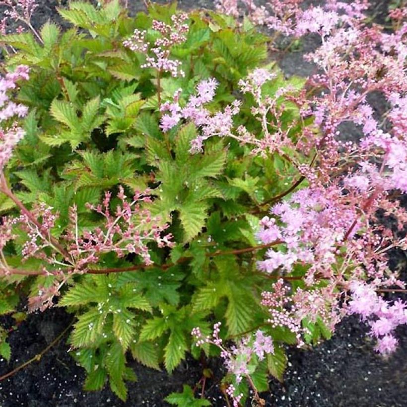 Filipendula ulmaria Rosea (Hábito)