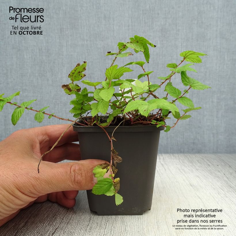 Amostra de Filipendula ulmaria Rosea Vaso de 8/9 cm tal como entregue no outono