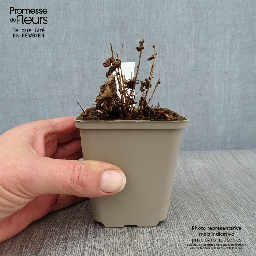 Amostra de Filipendula ulmaria Rosea - Reine des prés Vaso de 8/9 cm tal como entregue no inverno
