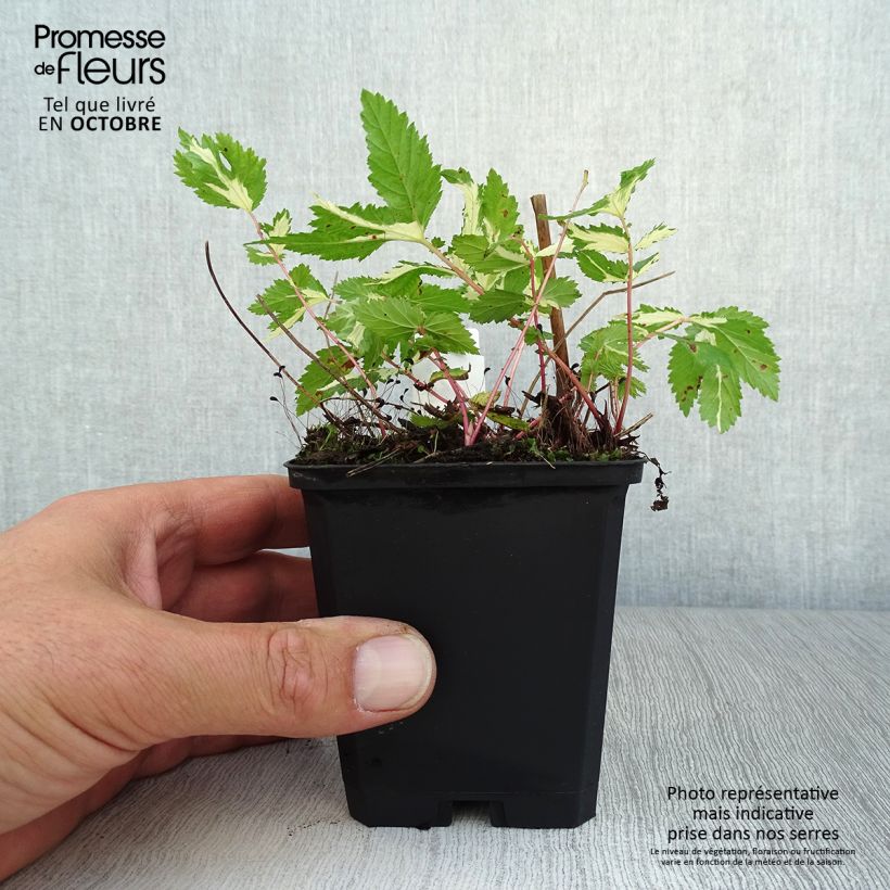 Amostra de Filipendula ulmaria Variegata Vaso de 8/9 cm tal como entregue no outono