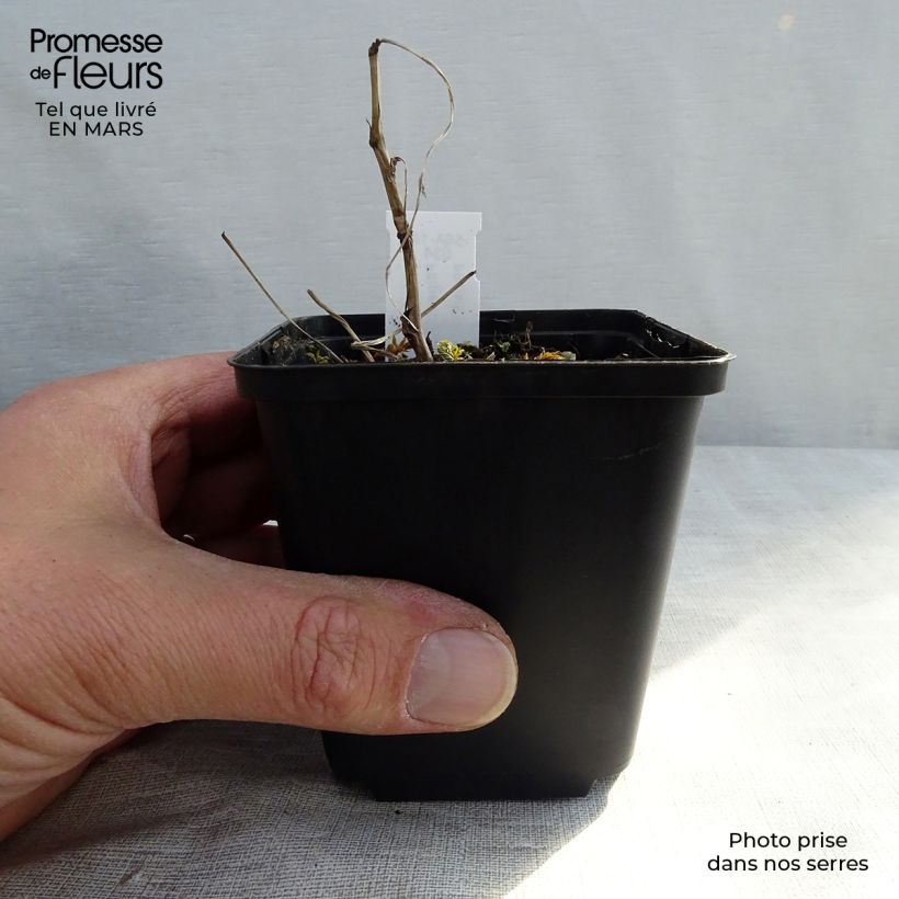 Amostra de Filipendula ulmaria Variegata Vaso de 8/9 cm tal como entregue na primavera