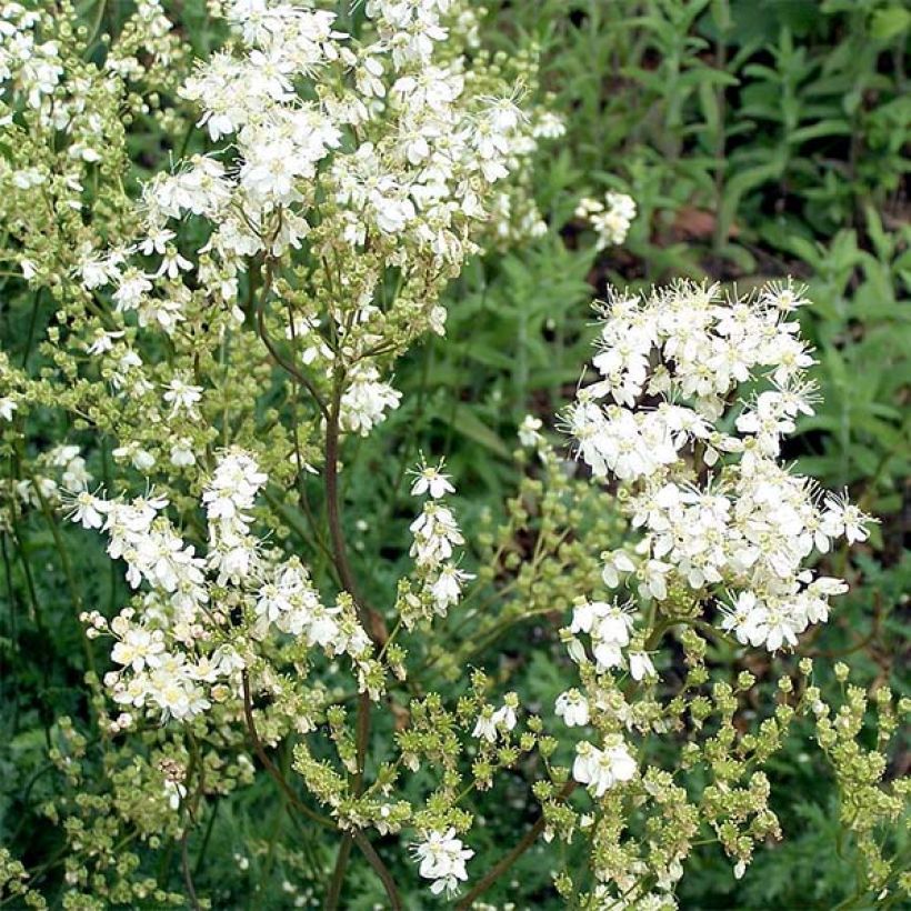 Filipendula vulgaris (Floração)