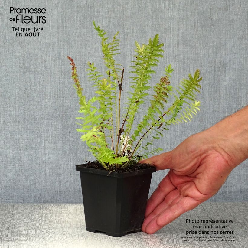 Amostra de Filipendula vulgaris Vaso de 8/9 cm tal como entregue no verão