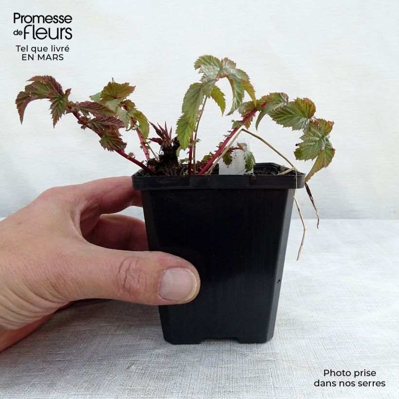 Amostra de Filipendula vulgaris Vaso de 8/9 cm tal como entregue no inverno