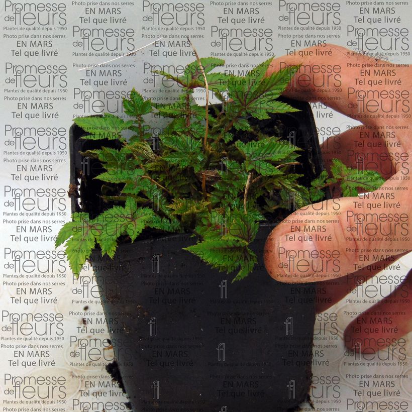 Exemplo de amostra de Filipendule hybride Red Umbrellas Vaso de 8/9 cm tal como entregue