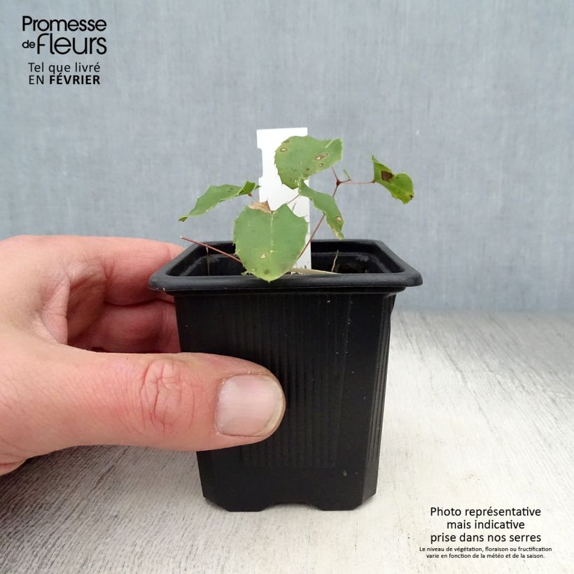Amostra de Fleur des Elfes - Epimedium Amber Queen Vaso de 8/9 cm tal como entregue no inverno