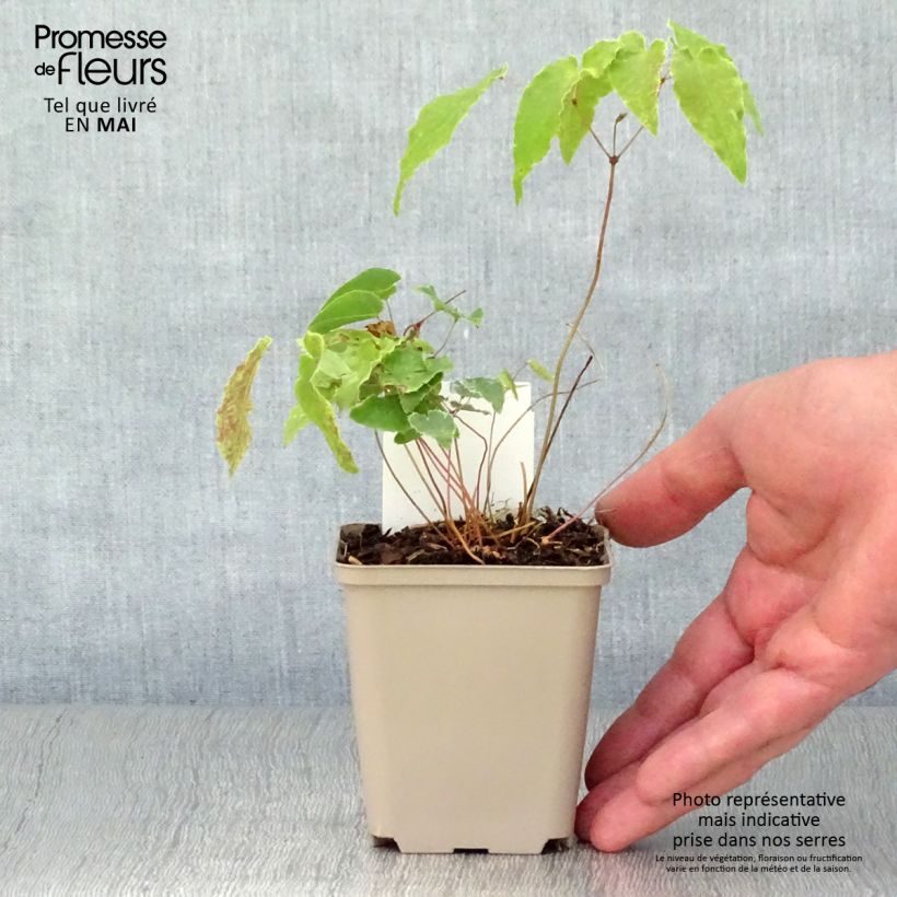 Amostra de Epimedium Amber Queen Vaso de 8/9 cm tal como entregue na primavera