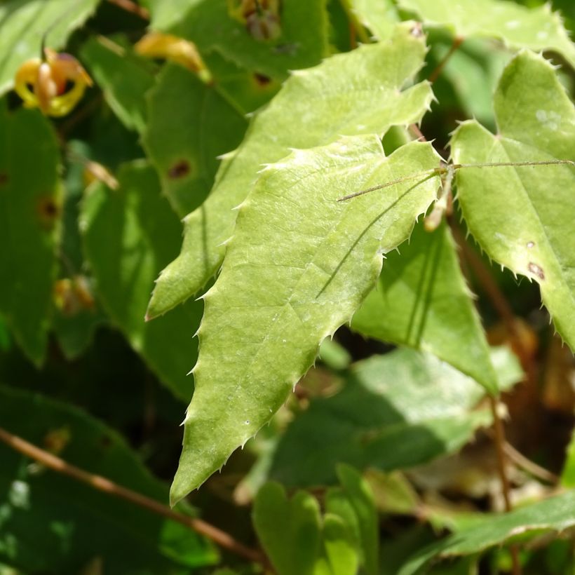 Epimedium Amber Queen (Folhagem)