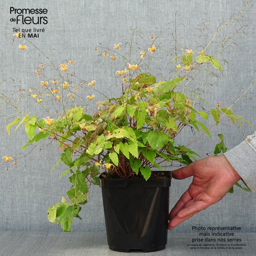 Amostra de Epimedium Amber Queen Vaso de 3 L/4 L tal como entregue na primavera