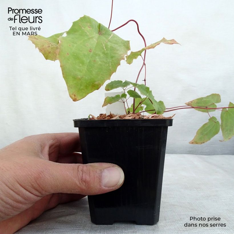 Amostra de Fleur des Elfes - Epimedium Domino Vaso de 8/9 cm tal como entregue no inverno