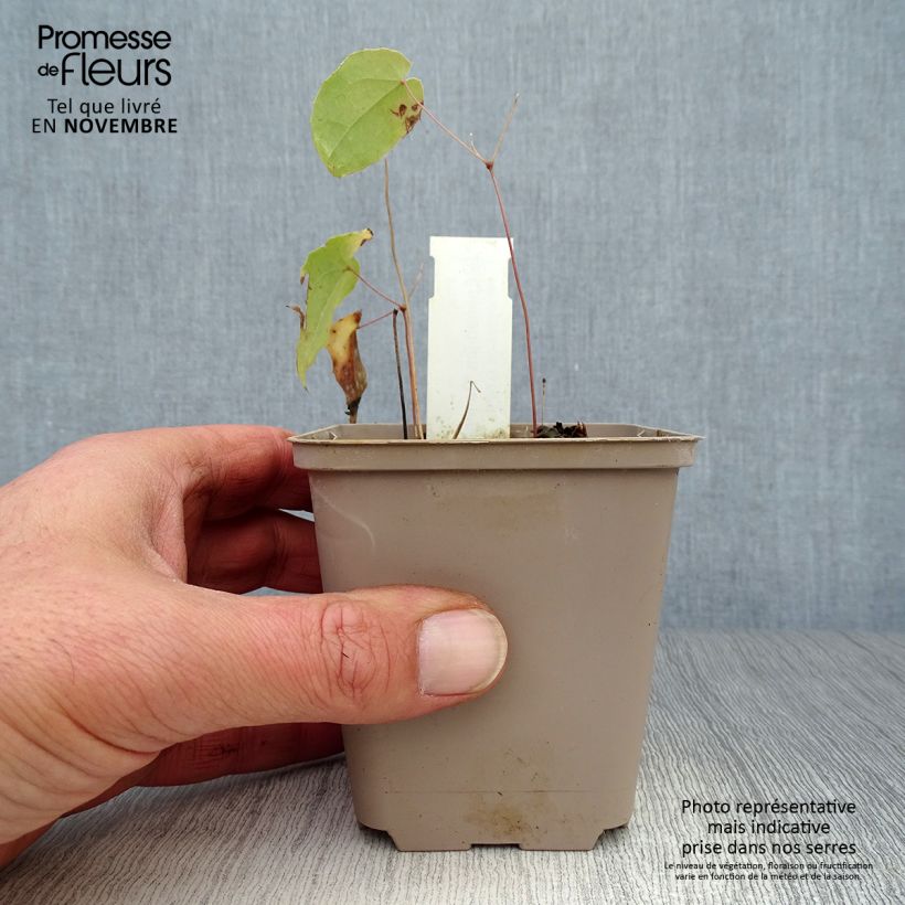 Amostra de Epimedium Domino Vaso de 8/9 cm tal como entregue no outono