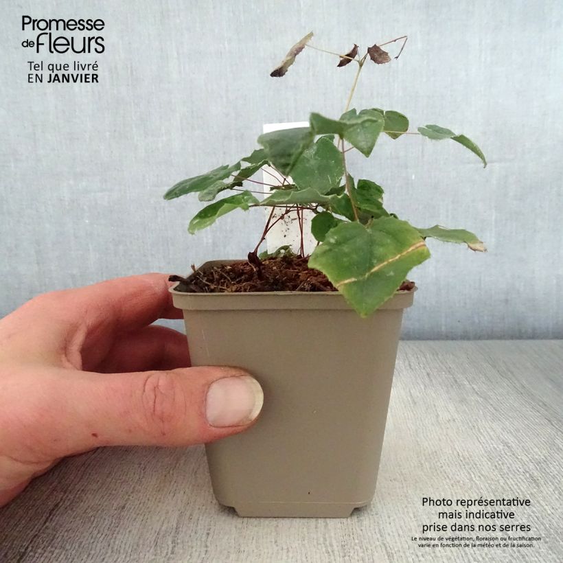 Amostra de Fleur des Elfes - Epimedium Flower Of Sulphur Vaso de 8/9 cm tal como entregue no inverno