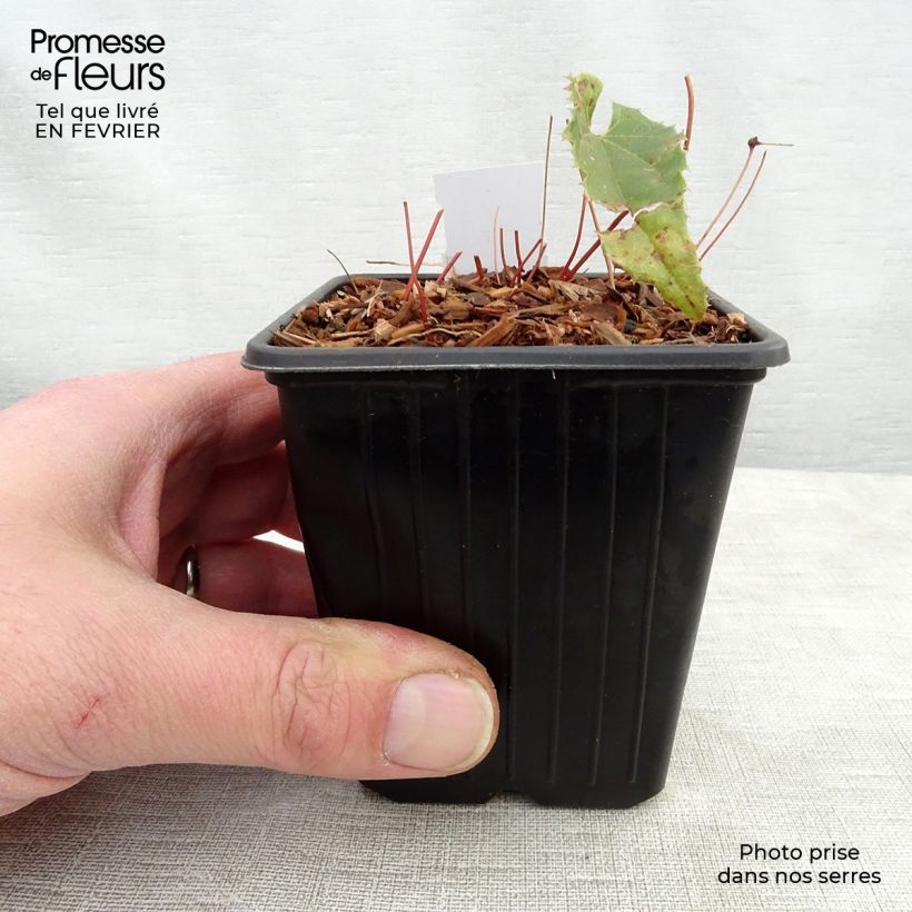 Amostra de Fleur des Elfes - Epimedium Sphinx Twinkler Vaso de 8/9 cm tal como entregue no inverno