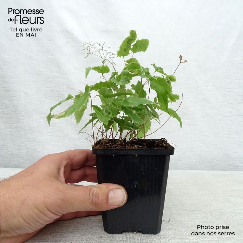 Amostra de Epimedium Sphinx Twinkler Vaso de 8/9 cm tal como entregue na primavera