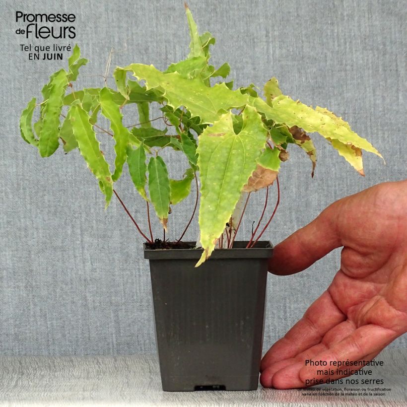 Amostra de Epimedium Sphinx Twinkler Vaso de 8/9 cm tal como entregue no verão