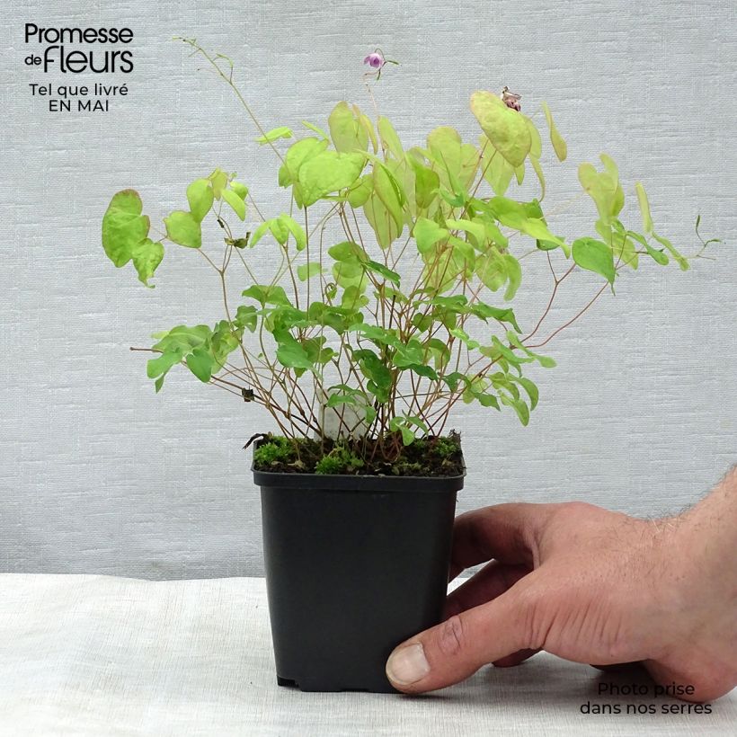 Amostra de Epimedium grandiflorum Akebono Vaso de 8/9 cm tal como entregue na primavera