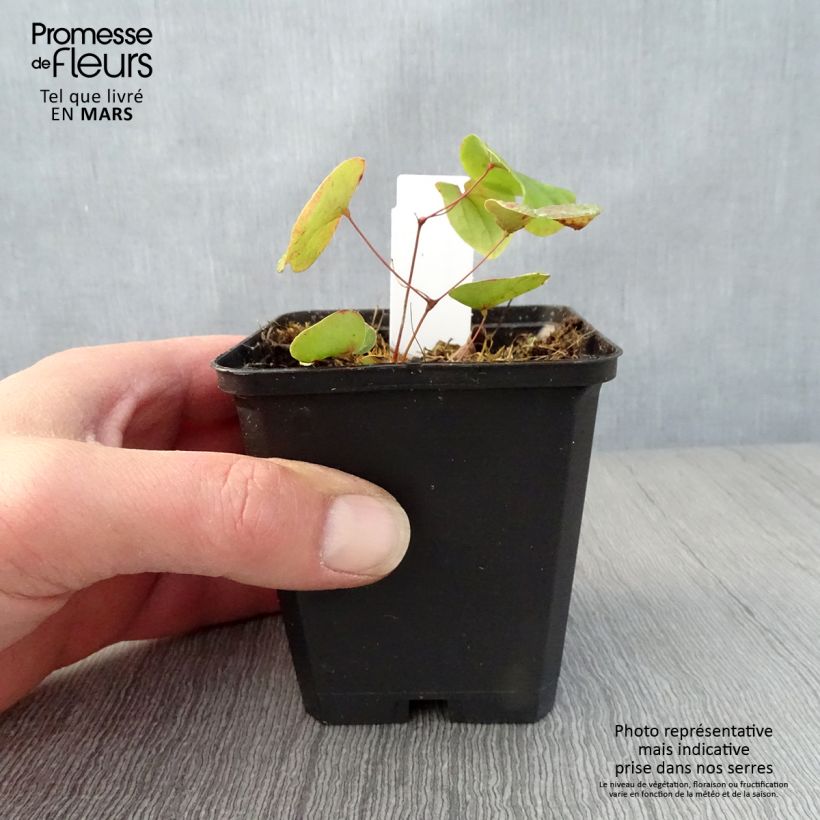 Amostra de Epimedium pubigerum Vaso de 8/9 cm tal como entregue na primavera