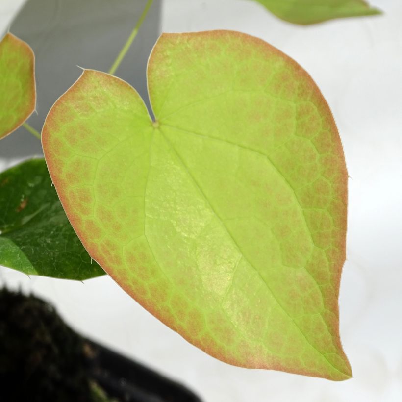 Epimedium pubigerum Orangekönigin (Folhagem)