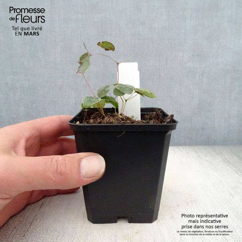 Amostra de Epimedium pubigerum Orangekönigin Vaso de 8/9 cm tal como entregue na primavera