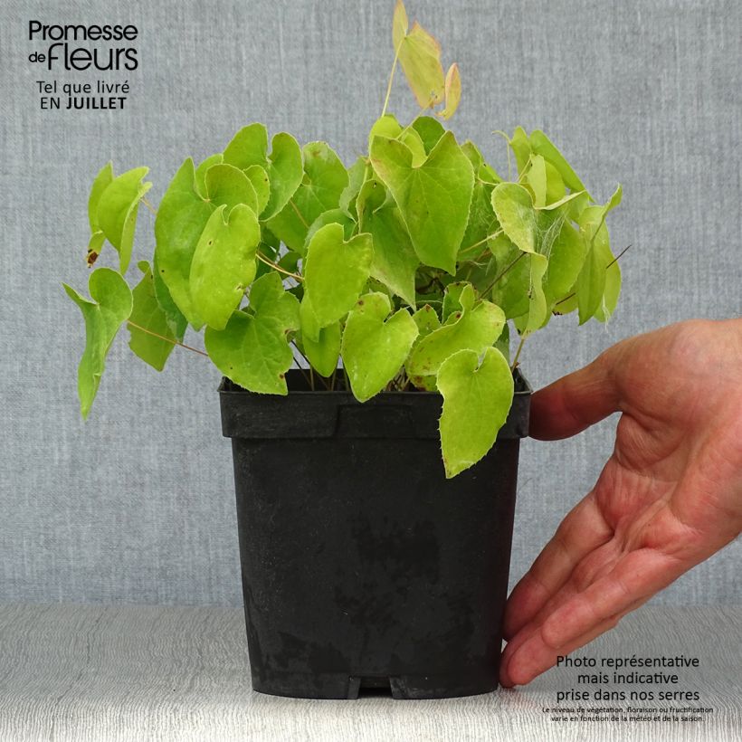 Amostra de Epimedium pubigerum Orangekönigin Vaso de 2 L/3 L tal como entregue no verão