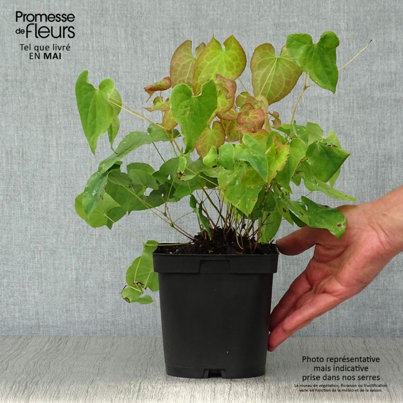 Amostra de Epimedium pubigerum Orangekönigin Vaso de 2 L/3 L tal como entregue na primavera