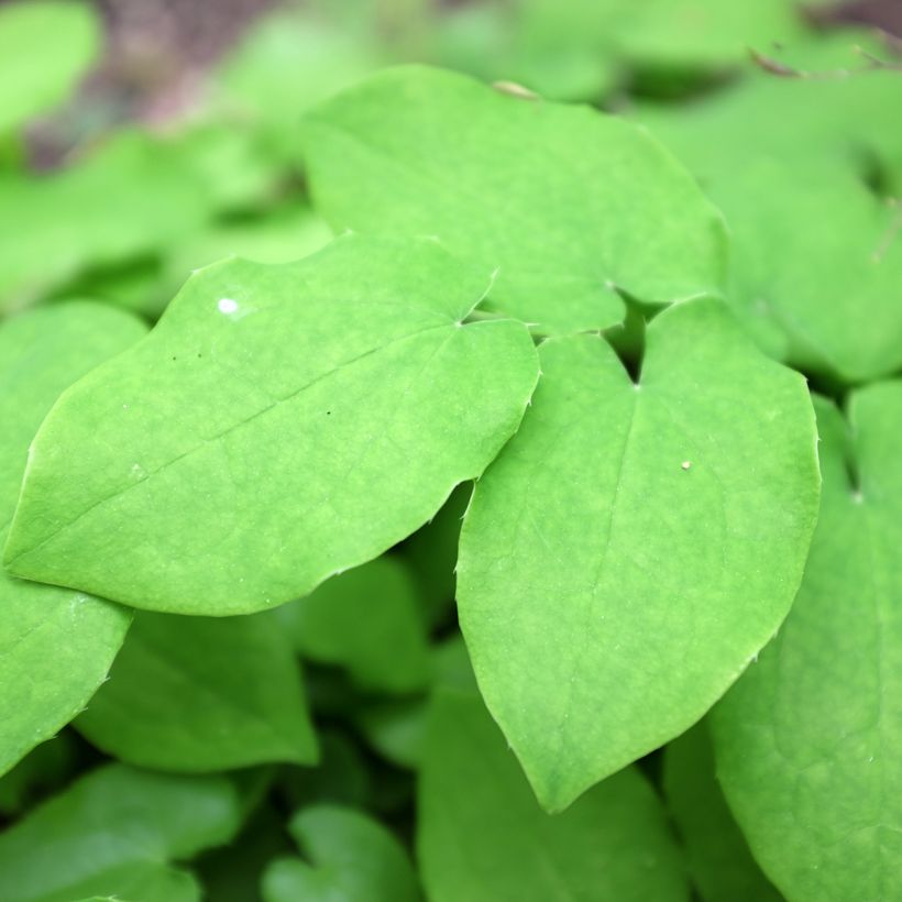 Epimedium pubigerum (Folhagem)
