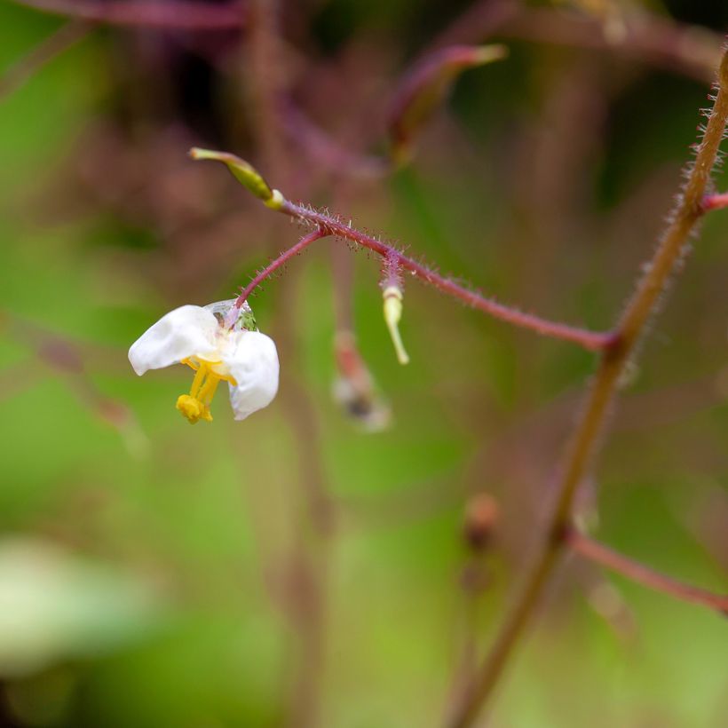 Epimedium pubigerum (Floração)