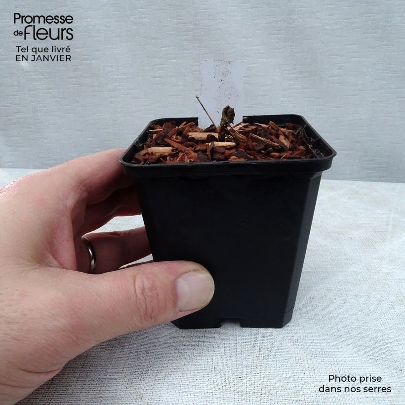 Amostra de Fleur des Elfes - Epimedium  x versicolor Cupreum Vaso de 8/9 cm tal como entregue no inverno