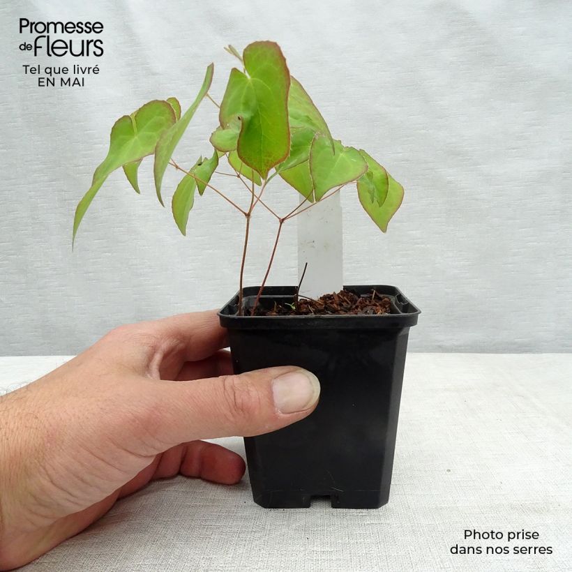 Amostra de Epimedium × versicolor Cupreum Vaso de 8/9 cm tal como entregue na primavera