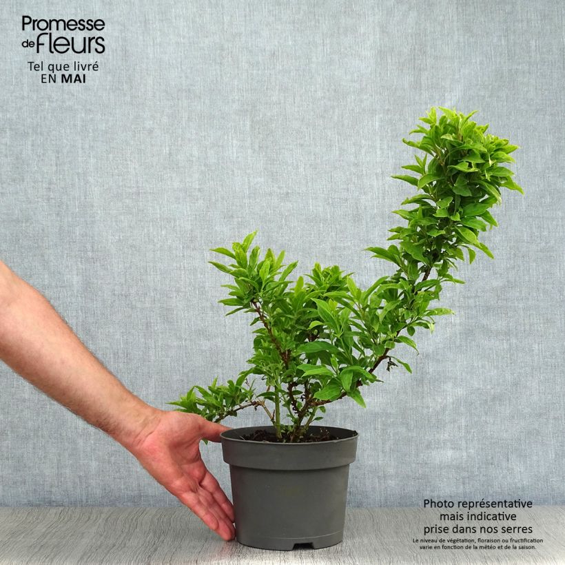 Amostra de Forsítia Mêlée d'Or Vaso de 3 L/4 L tal como entregue na primavera