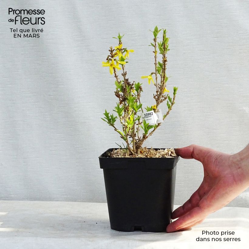 Amostra de Forsythia Nimbus - Mimosa de Paris nain Vaso de 2 L/3 L tal como entregue no inverno