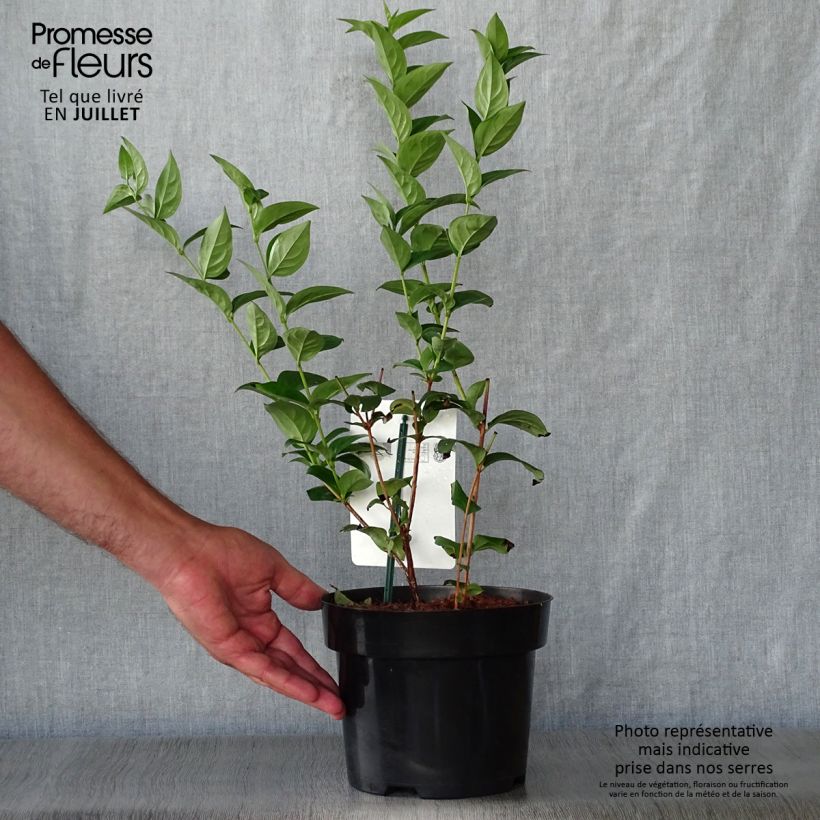 Amostra de Abeliophyllum distichum Vaso de 2 L/3 L tal como entregue no verão