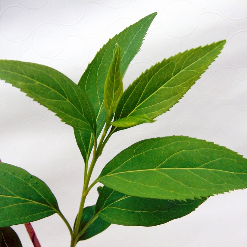 Forsythia intermedia (Folhagem)