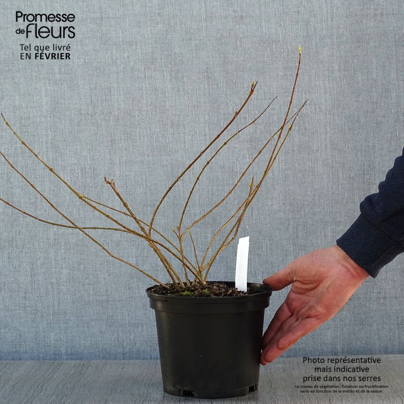Amostra de Forsythia intermedia Golden Times - Mimosa de Paris Vaso de 3 L/4 L tal como entregue no inverno