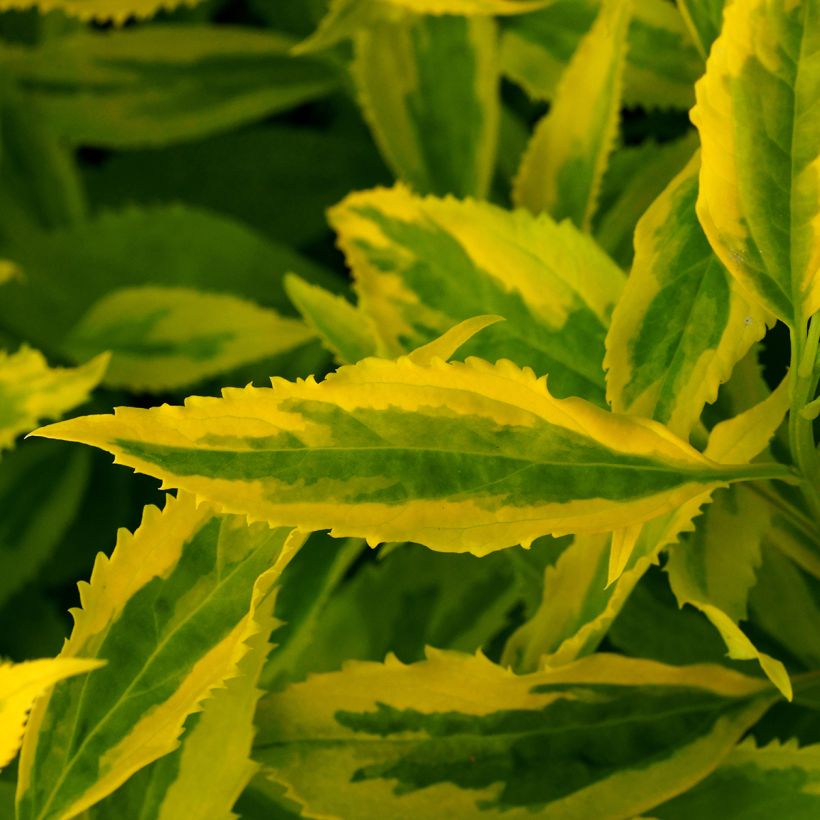 Forsítia Golden Times (Folhagem)