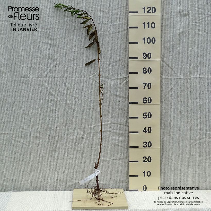 Amostra de Forsythia intermedia Raízes nuas tal como entregue no inverno