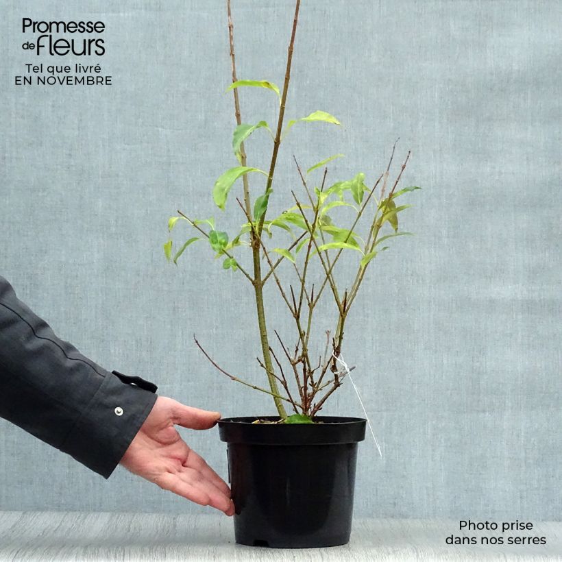 Amostra de Forsítia Spectabilis Vaso de 2 L/3 L tal como entregue no outono