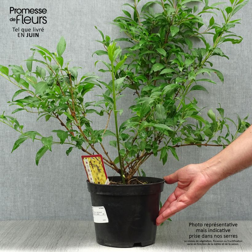 Amostra de Forsítia Spectabilis Vaso de 2 L/3 L tal como entregue no verão