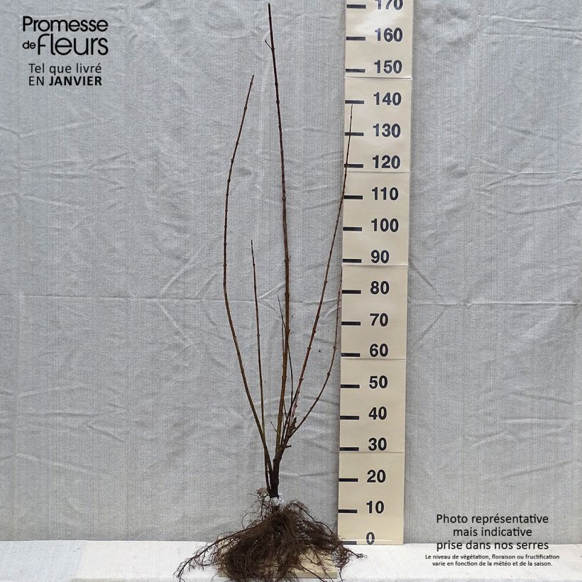 Amostra de Forsítia Spectabilis Raízes nuas tal como entregue no inverno