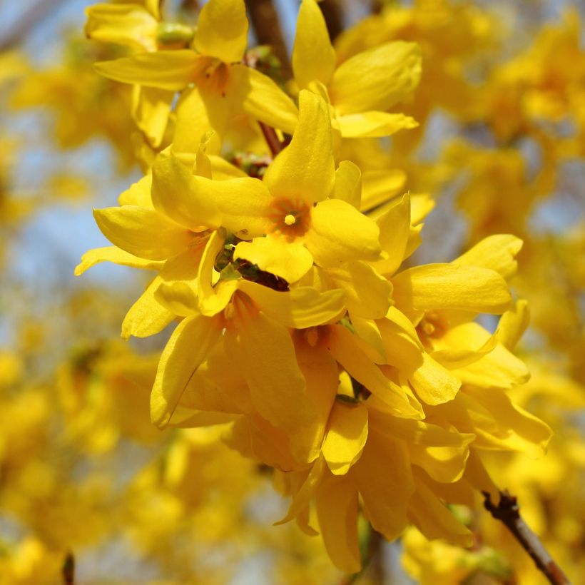 Forsythia intermedia (Floração)