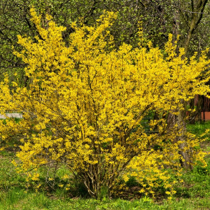 Forsythia intermedia (Hábito)