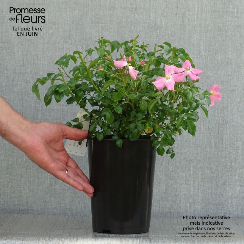 Amostra de Roseira floribunda Rigo Rosen Fortuna Vaso de 2 L/3 L tal como entregue no verão