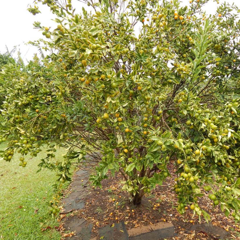 Kumquat Marumi - Citrus japonica (Hábito)