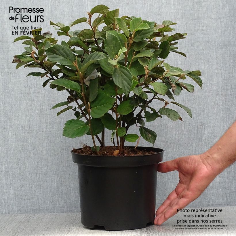 Amostra de Fothergilla gardenii Vaso de 3 L/4 L tal como entregue no outono