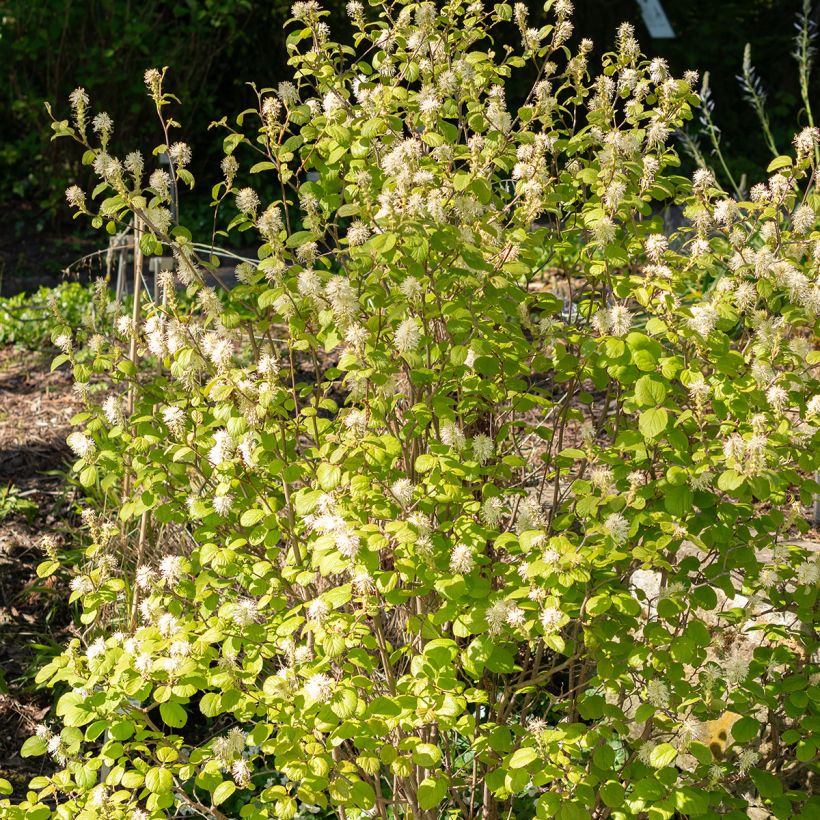Fothergilla gardenii (Hábito)