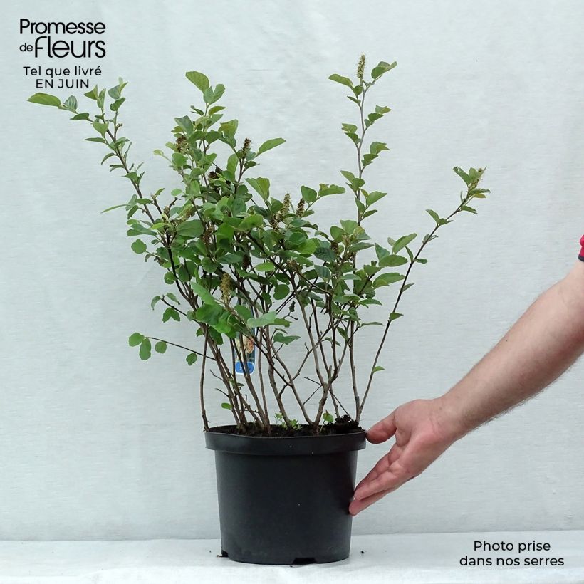 Amostra de Fothergilla gardenii Vaso de 3 L/4 L tal como entregue no verão