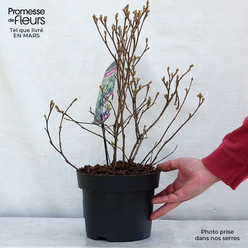 Amostra de Fothergilla intermedia Blue Shadow Vaso de 3 L/4 L tal como entregue no inverno